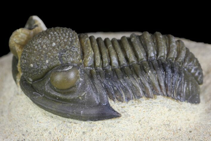 Gerastos Trilobite Fossil - Foum Zguid, Morocco #145738